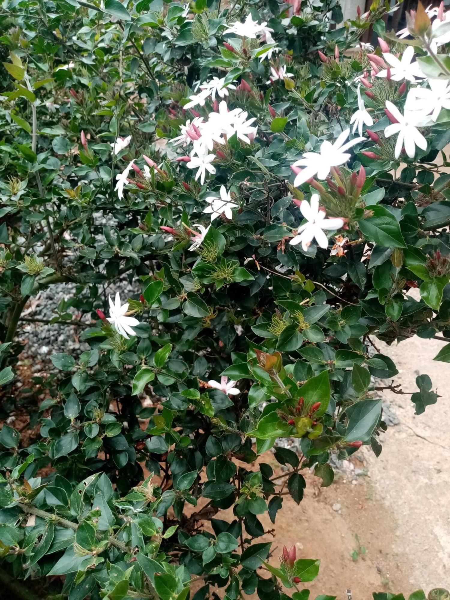 Apurvi Homestay إيلا المظهر الخارجي الصورة